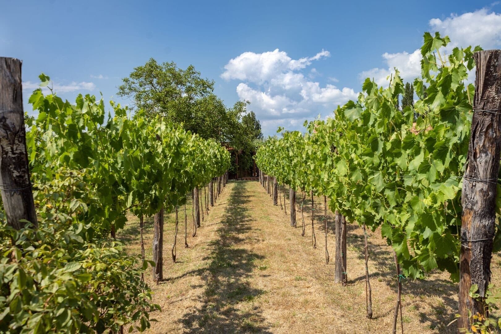 The Oak Palace: A Historic Farmstead With Vineyards And Olive Groves — in Siena, Italy