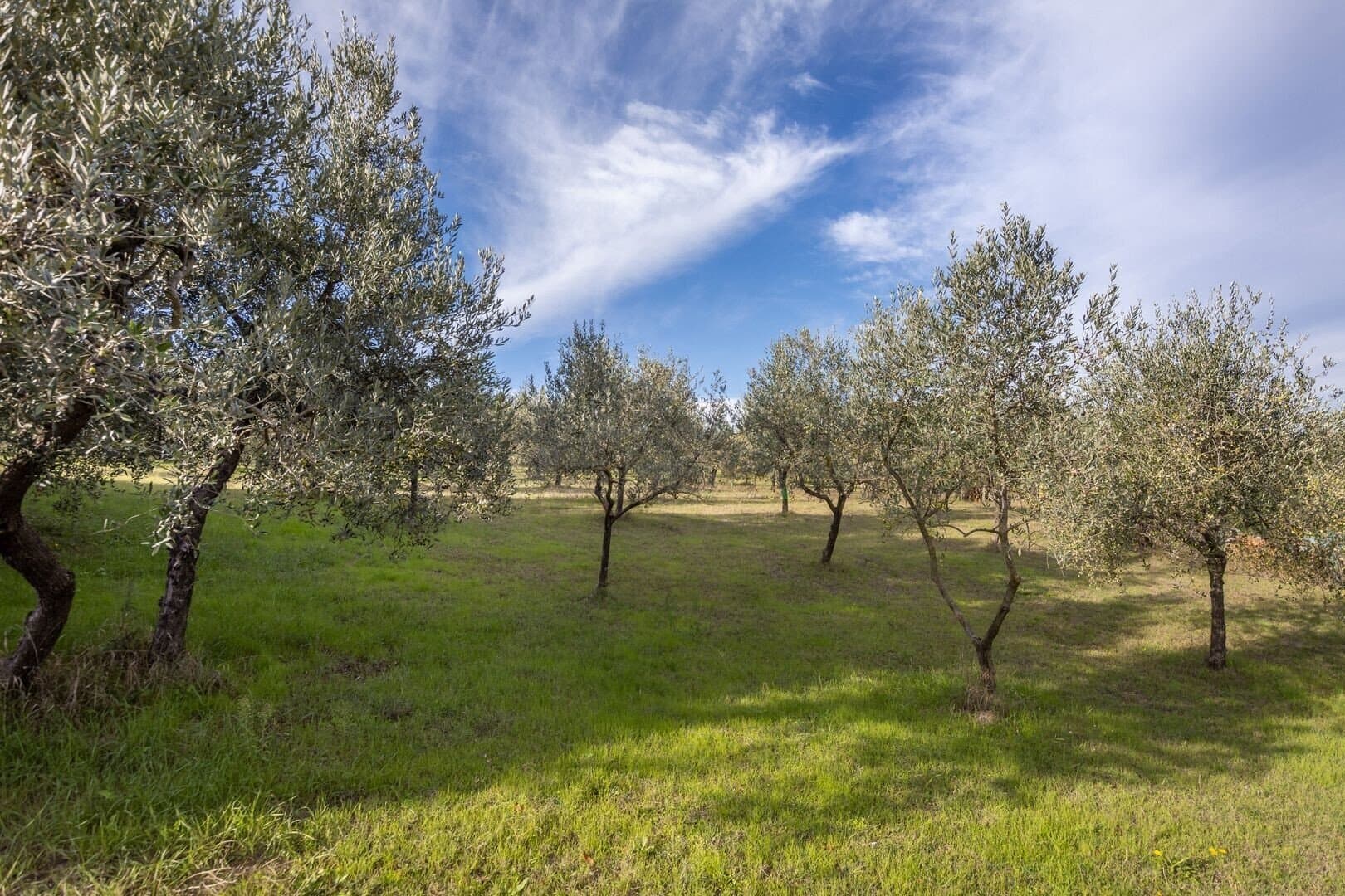 The Oak Palace: A Historic Farmstead With Vineyards And Olive Groves 3
