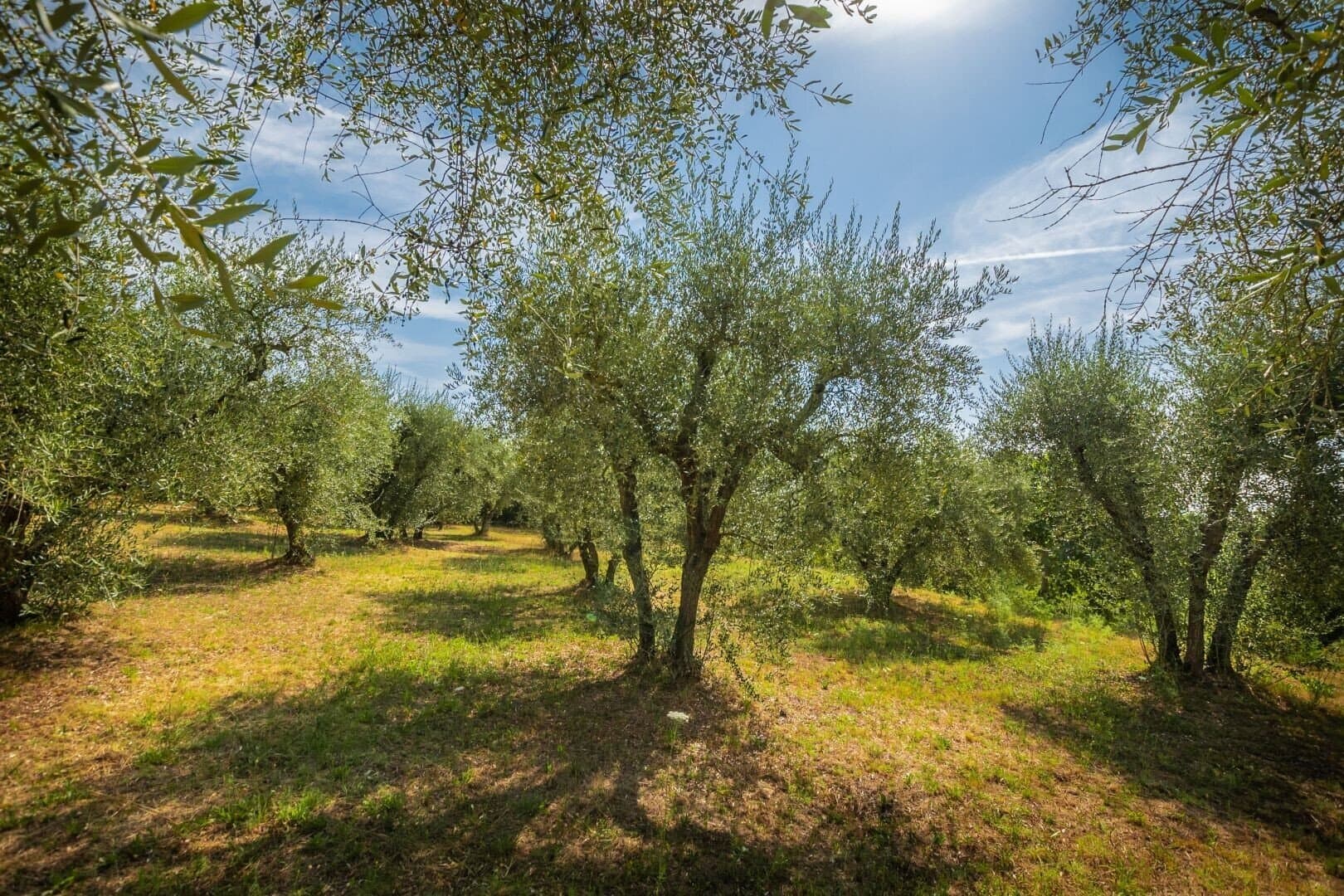 The Oak Palace: A Historic Farmstead With Vineyards And Olive Groves 4