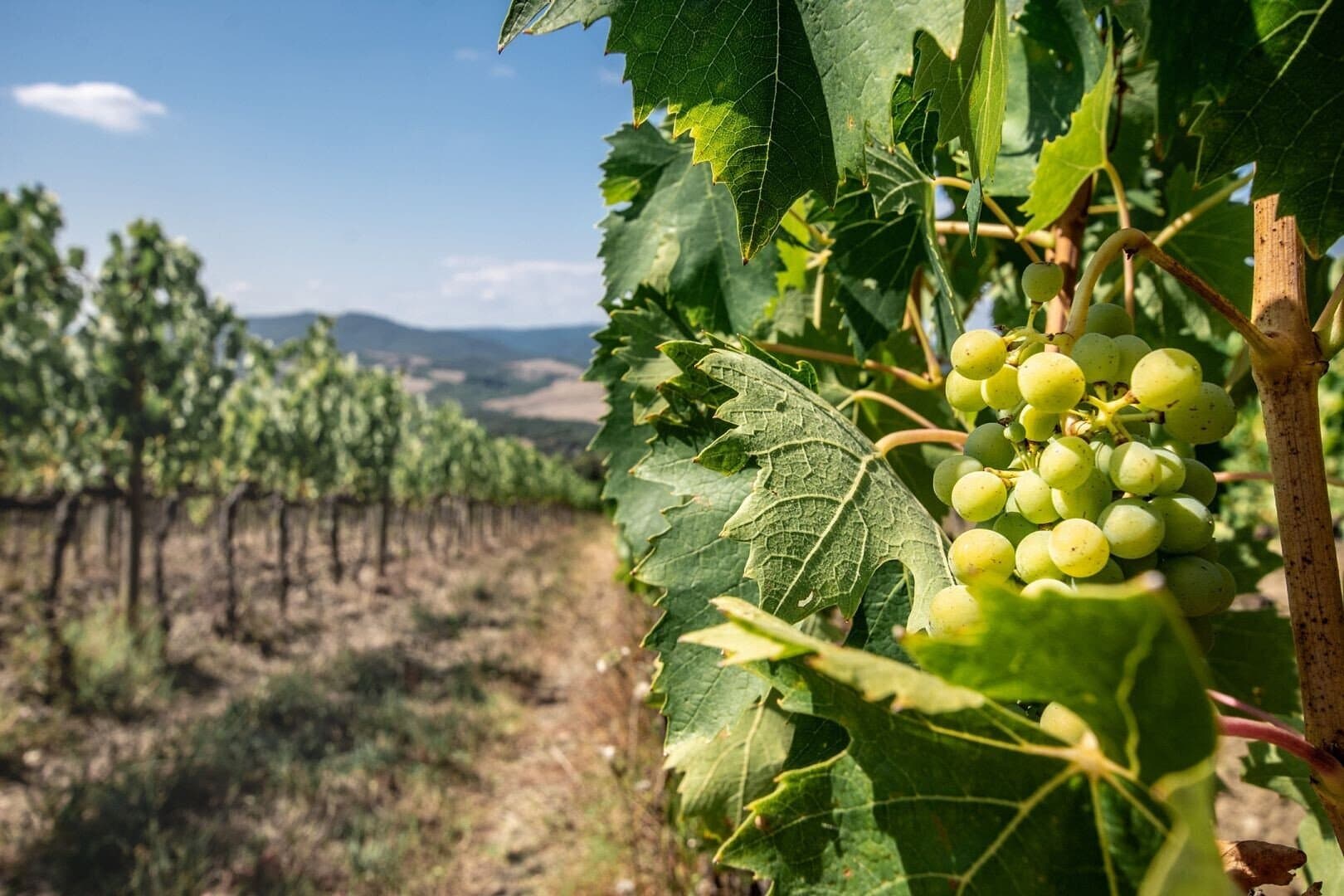 The Oak Palace: A Historic Farmstead With Vineyards And Olive Groves 5