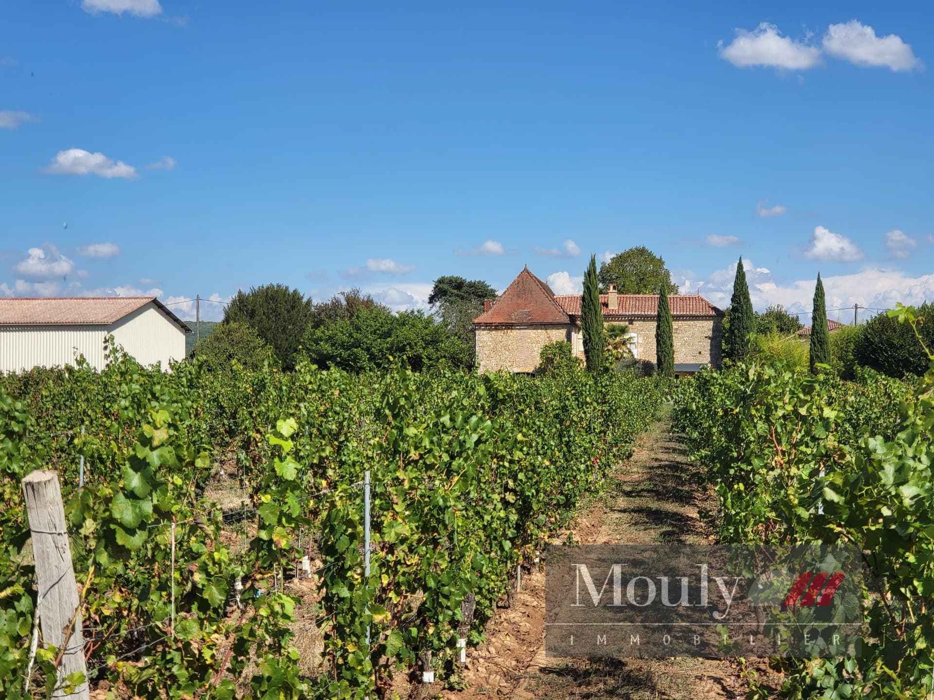 Operational Vineyard With 5 Bedrooms And 220m² Living Space 2