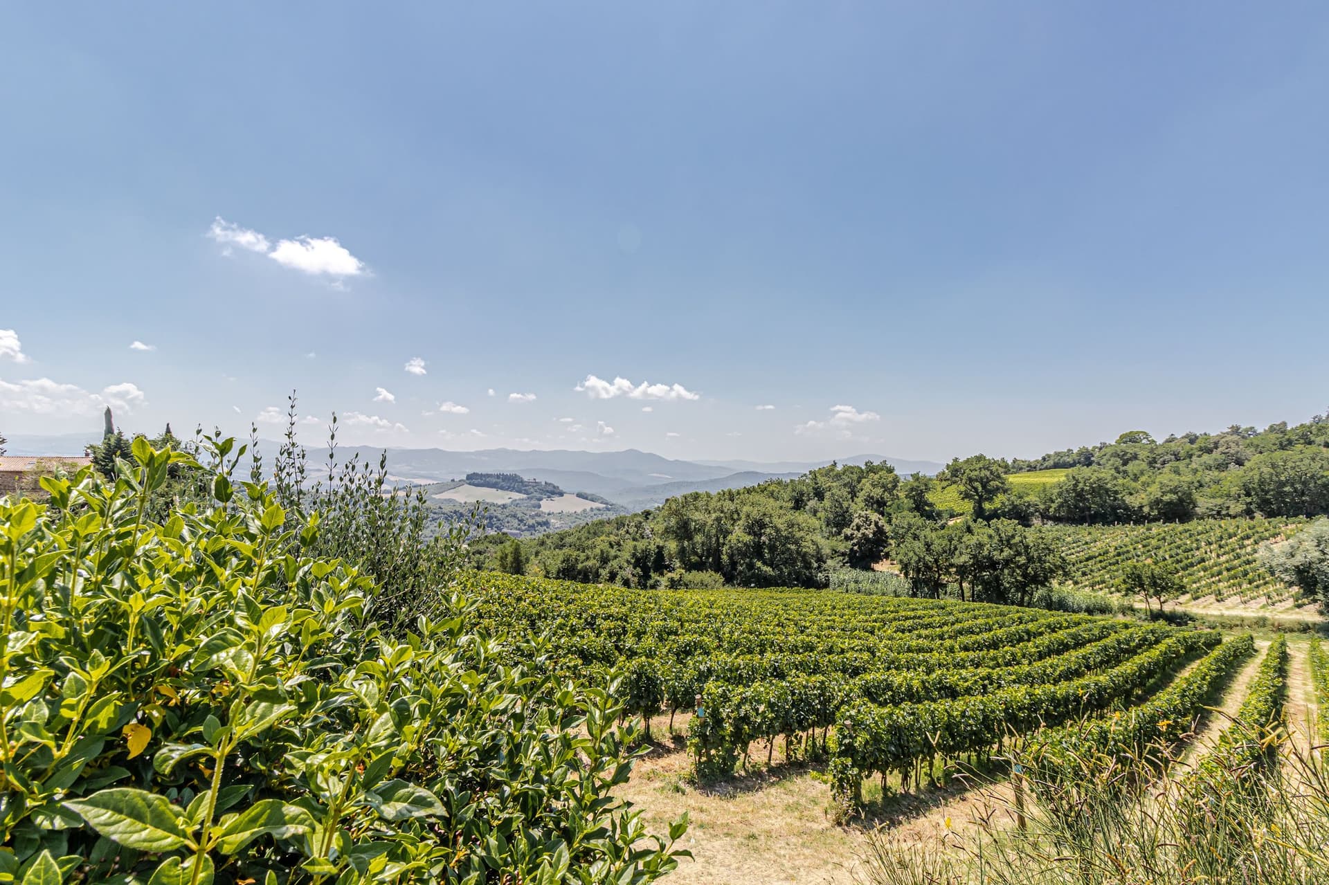 Exclusive Tuscan Estate with Vineyard and Luxury Rental Potential 5