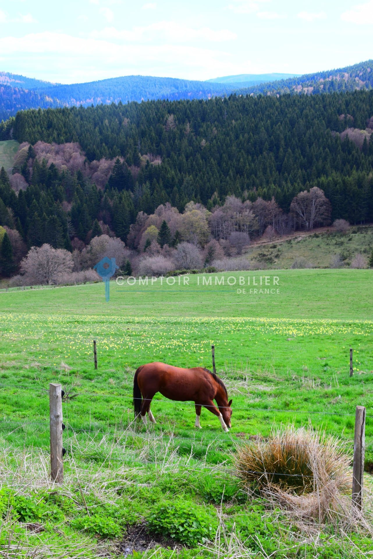 Renovated Farmhouse with Riding Arena in 50 Hectare Paradise 5