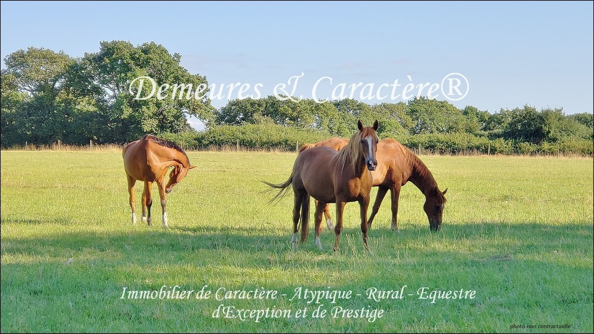 Modern Equestrian Property With Extensive Facilities 5