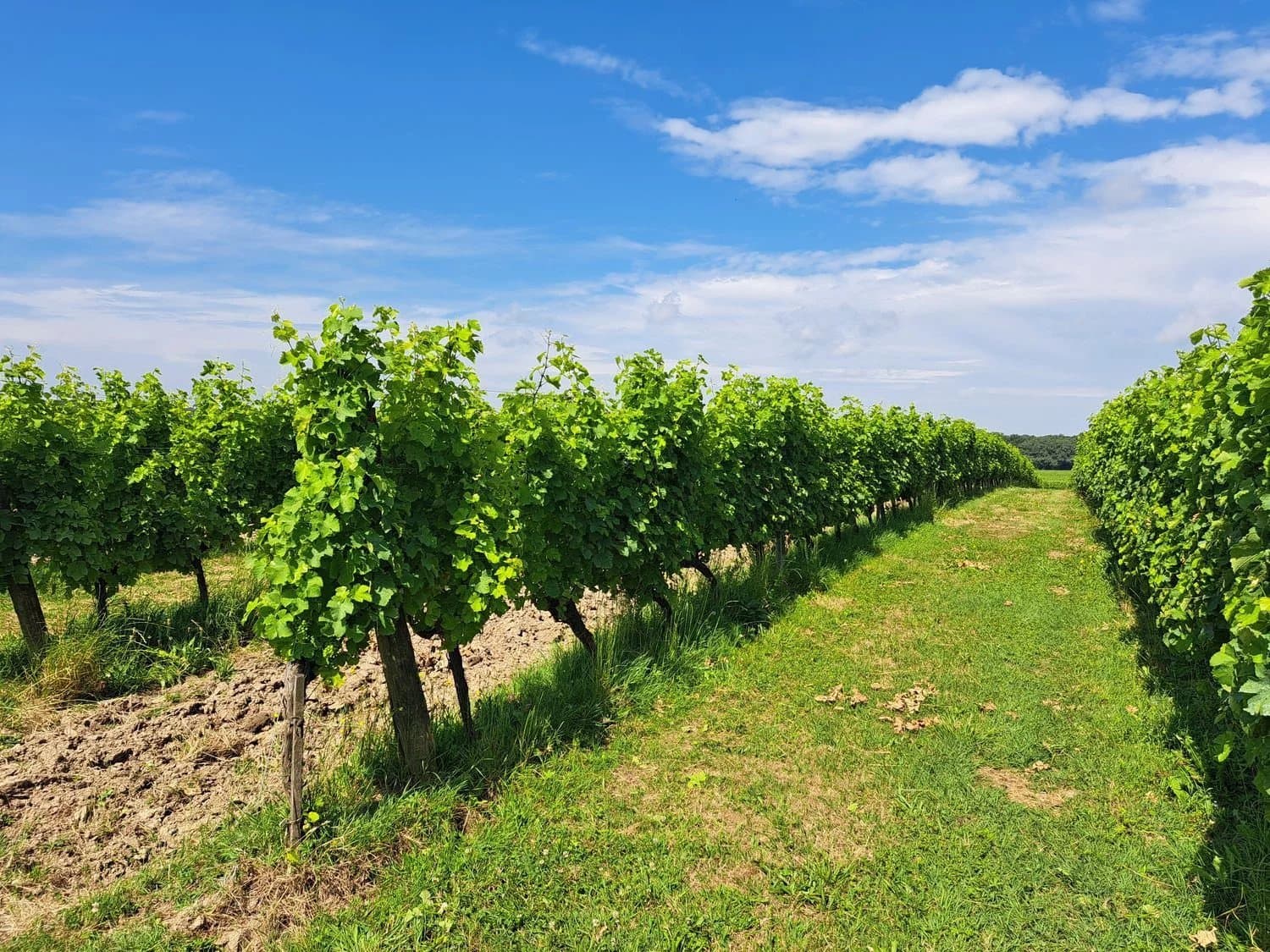 Organic Wine Estate With 22 Hectares Of Vines And Modern Winery 2