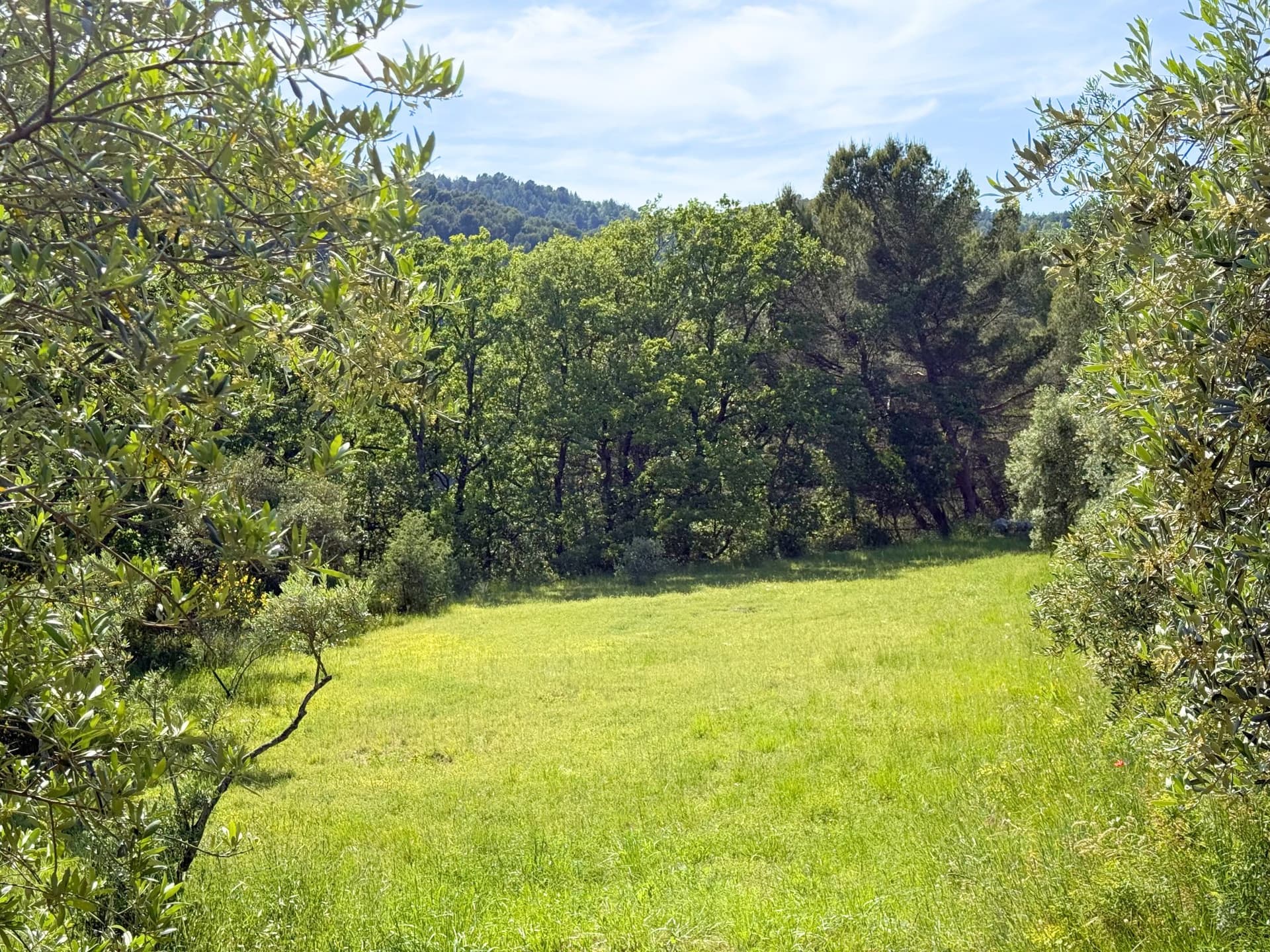 Exceptional Property With Panoramic Views And 800 Productive Olive Trees 4