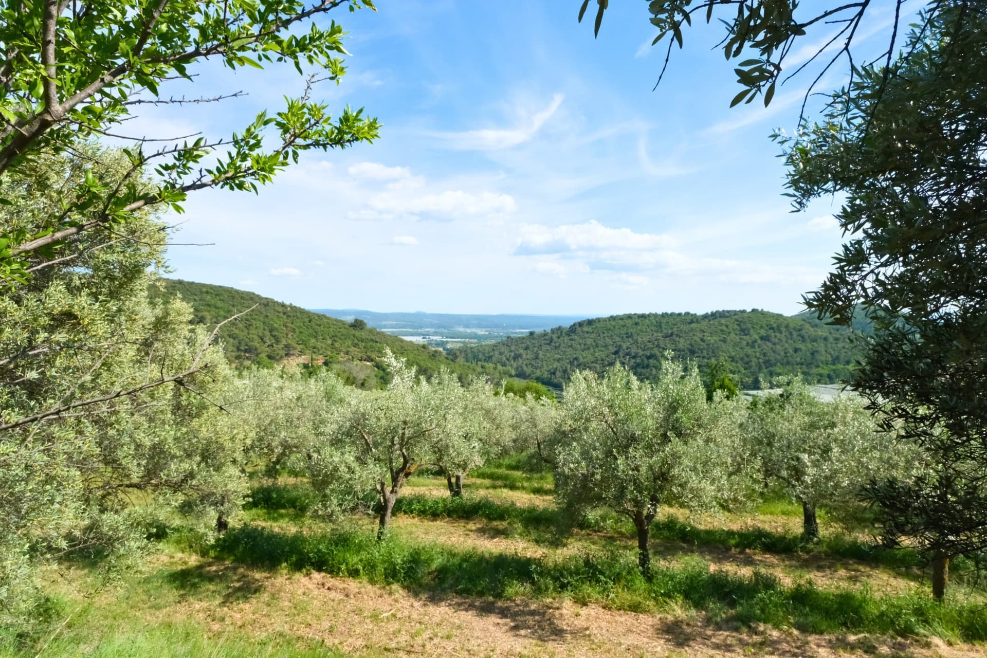 Exceptional Property With Panoramic Views And 800 Productive Olive Trees 4
