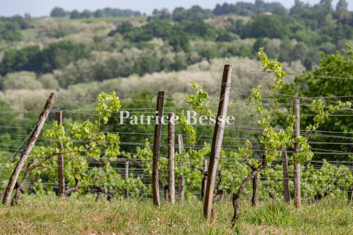 Neo-Gothic Château Overlooking Vineyards in 25 Hectares of Parkland 5