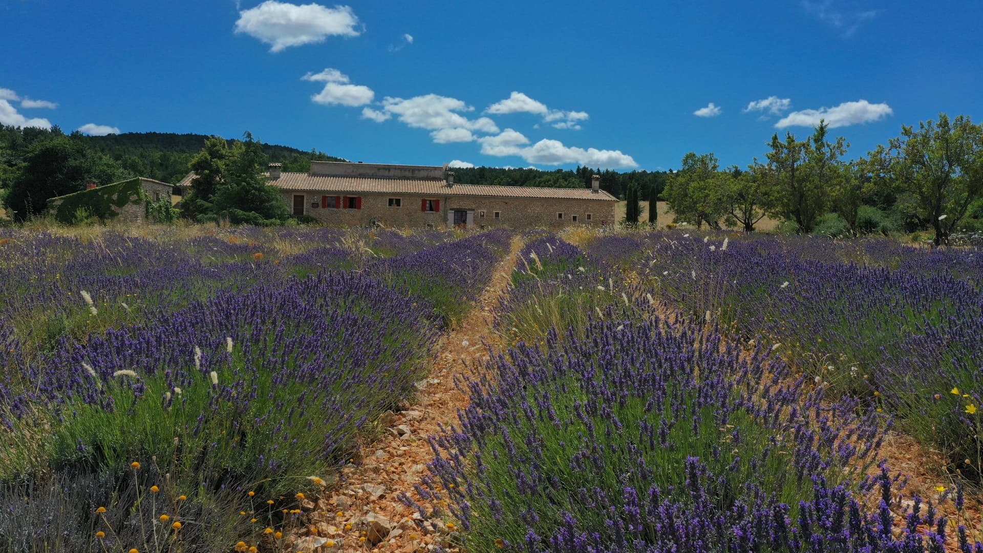 Stunning 443 Sqm Farmhouse Set Within 107 Hectares of Lavender Fields 4