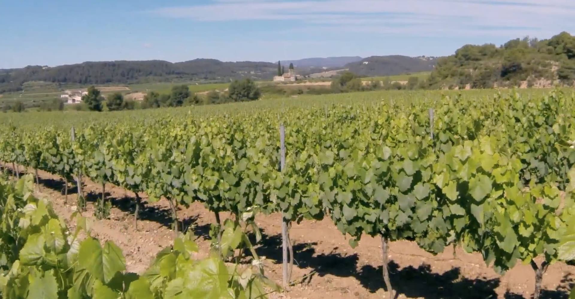 Historic Estate With Palace And Wine Production South Of Barcelona 3